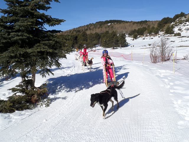 Groupe d'enfants en balade en chiens de traineaux en colonie de vacances de février