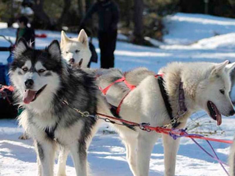 Portrait de chiens de traineaux en colo