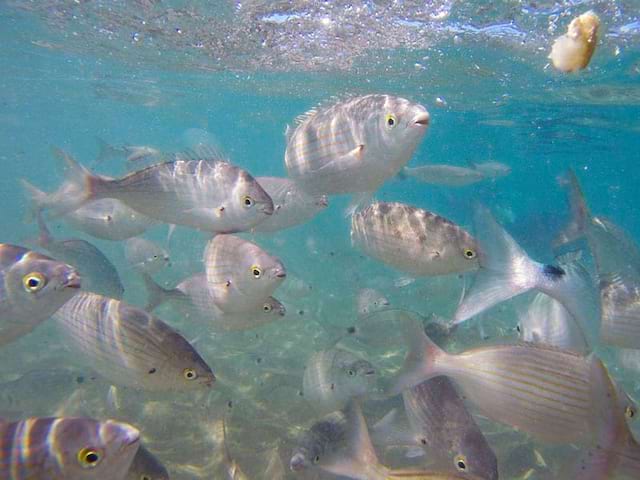 Snorkeling en Espagne en colonie de vacances