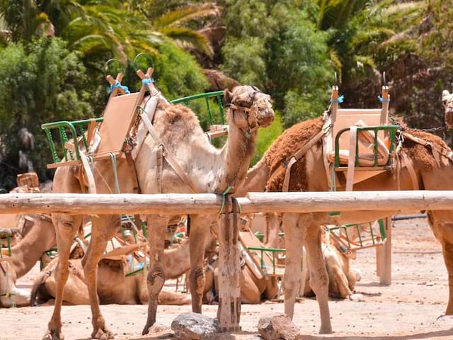 Dromadaires en colonie de vacances à Fuerteventura en Espagne