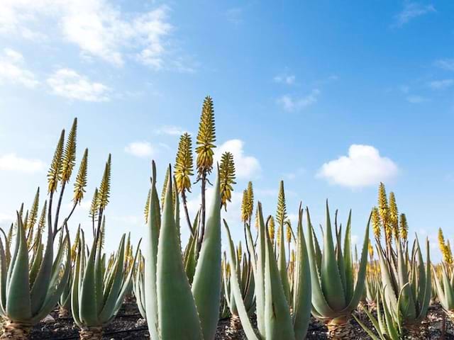 Flore de l'île Fuerteventura aux Canaries en colonie de vacances