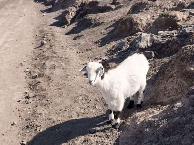 Faune de Fuerteventura aux Canaries en Espagne