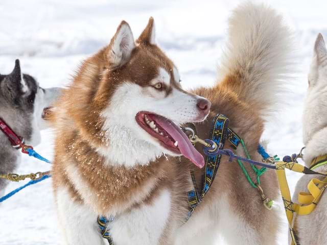 portrait d'un husky en colonie de vacances à la neige