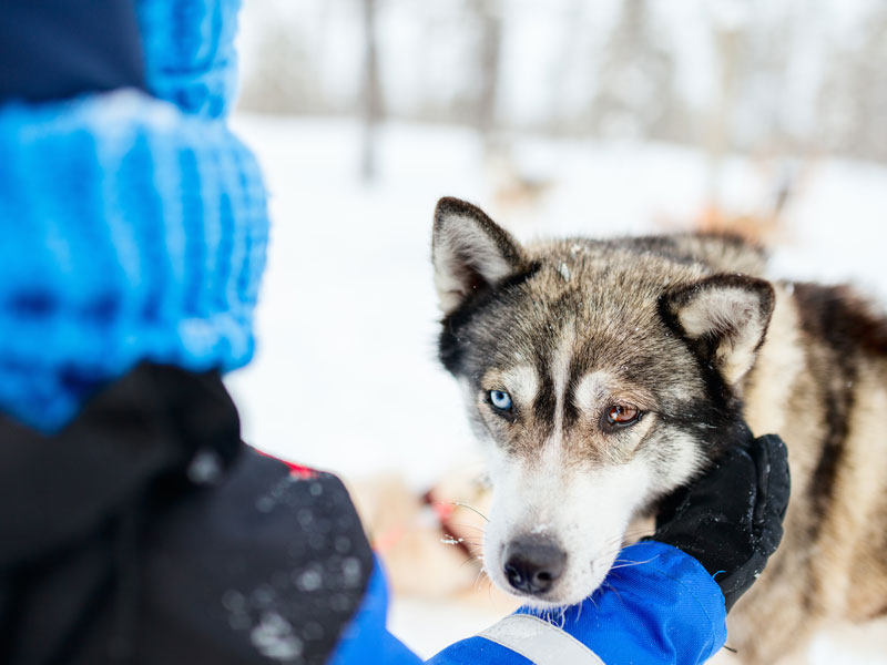enfant caressant un chien de traineau en colonie de vacances sports d'hiver