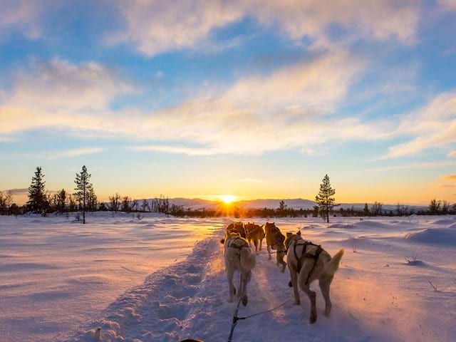 Traîneaux tiré par 4 husky sur couché de soleil