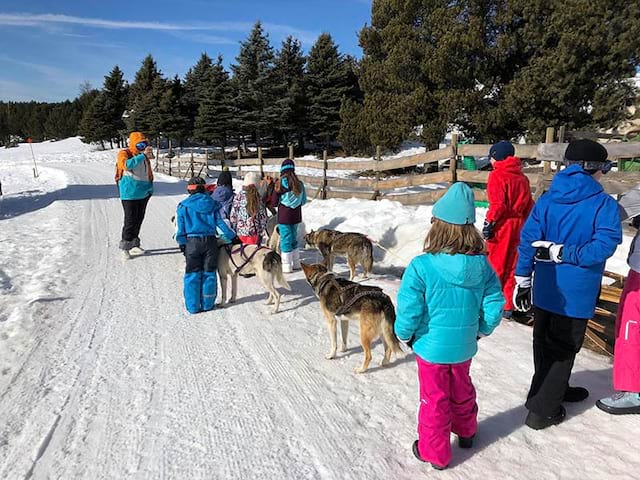 Enfants en balade en traineaux à chien cet hiver en colo