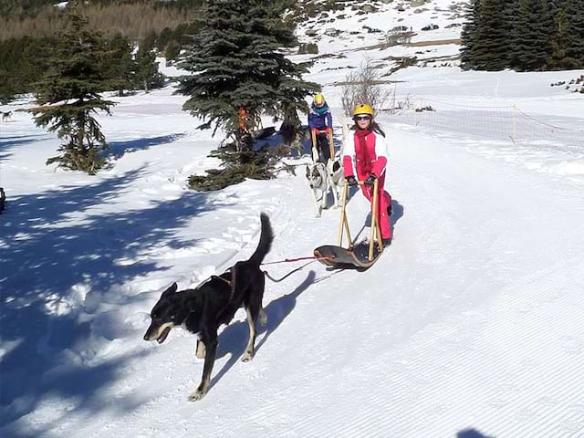 Enfant faisant du chien de traineaux en colo en février à font romeu