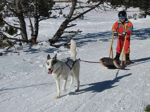 Enfant en balade avec un chien de traineau cet hiver en colonie de vacances