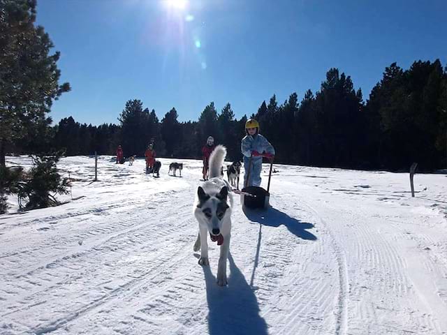 Chien en balade à traineau en colonie de vacances pour enfants cet hiver