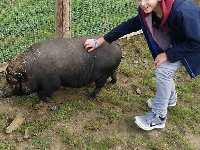 Enfant caressant un cochon en colonie de vacances d'hiver