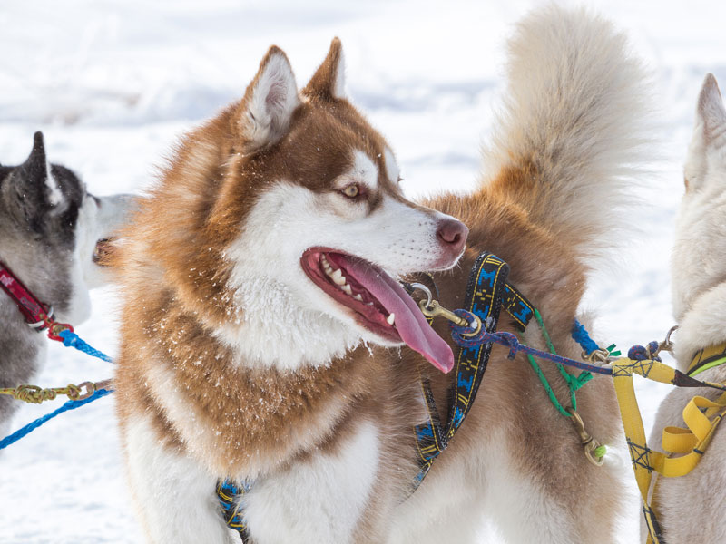 Activité chiens de traineau cet hiver pour les enfants en colo j'apprends à skier