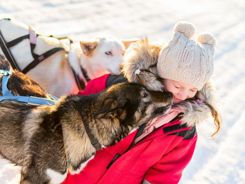 Activité chien de traineau en colo de vacances ski cet hiver