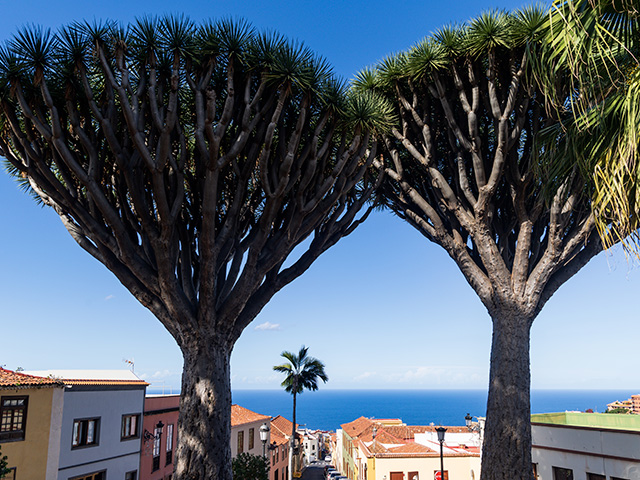 dragon trees tenerife colonie de vacances hiver