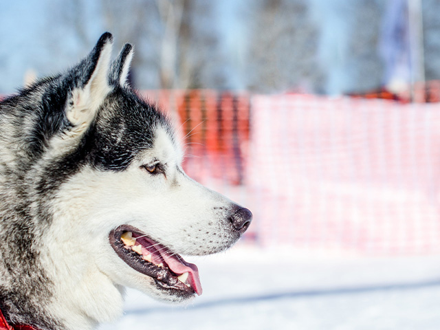 Chien de traineau en station de ski hiver