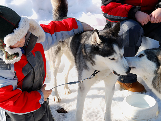 Enfant et chien de traineau en colonie de vacances cet hiver