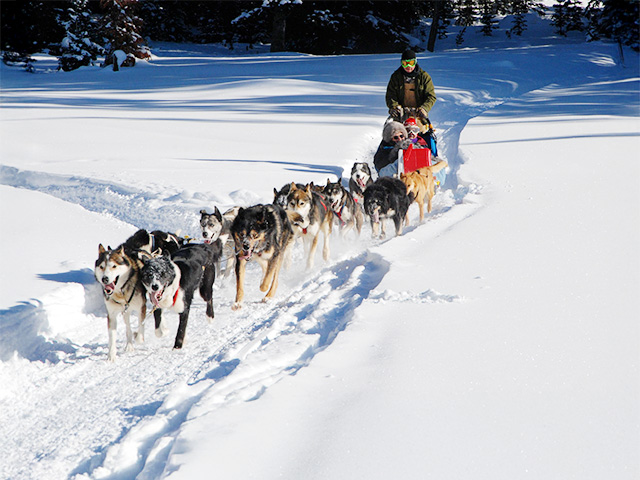 chien de traineau hiver en colo pour jeunes enfants
