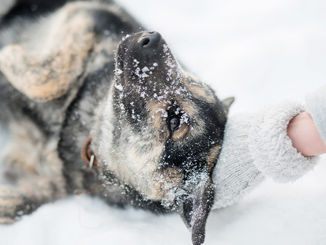 chien canirando hiver traineau colonie de vacances
