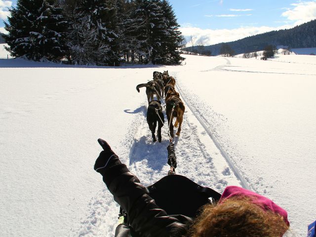 Activité cniens de traineaux en colo cet hiver