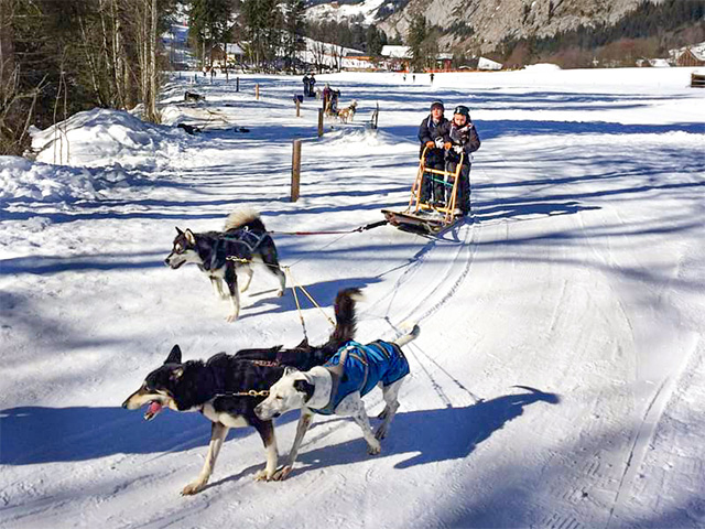 conduite d un chien de traineau par des jeunes voyage a abondance en haute savoie pendant les vacances de fevrier