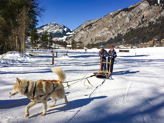 chiens de traîneaux sejour haute savoie hiver