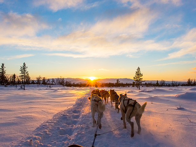 sortie en chiens de traineaux voyage en haute savoie hiver