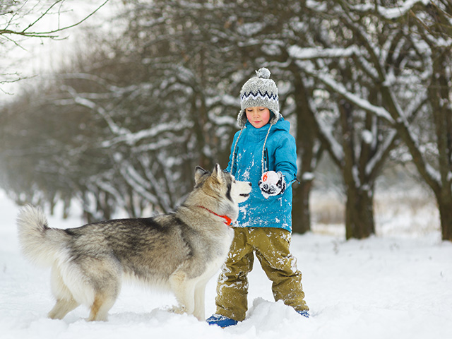 jeune garcon avec chien malamute ou husky colonie de vacances haute savoie hiver