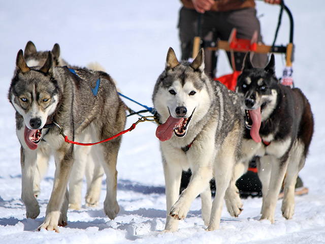 mushing en haute savoie colo de vacances hiver 