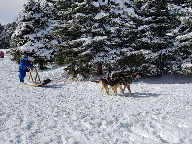 attelage de chiens pour faire du mushing colo de vacances a abondance fevrier