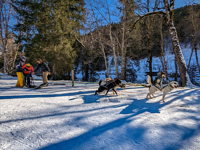 promenade en chiens de traineaux sur neige colo de vacances efnats et pre ados fevrier mars
