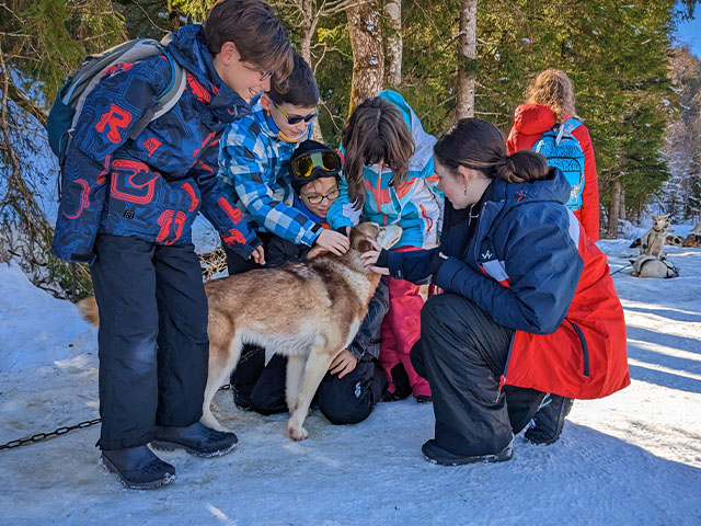mushers et initiation a la conduite de chiens de traineaux en haute savoie cet hiver 