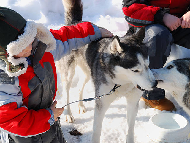 chiens de traîneaux colonie de vacances plaisirs de la neige en haute savoie cet hiver