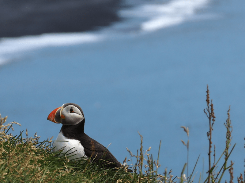 Oiseau observé en Islande en colonie de vacances cet hiver