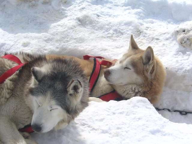 Chiens de traîneaux en colonie de vacances