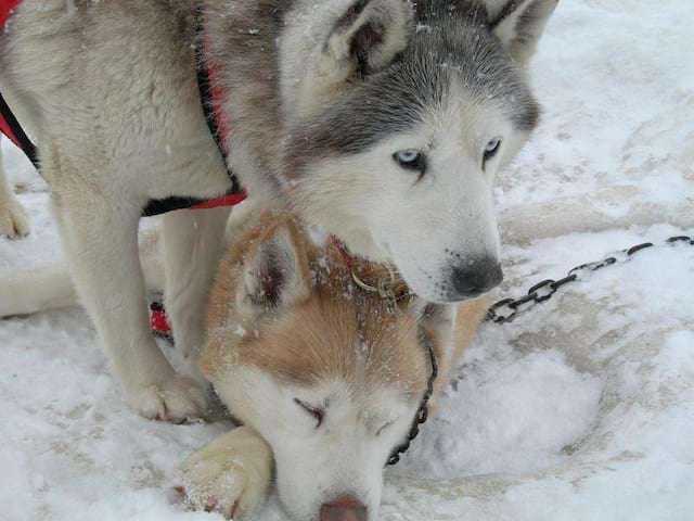 Deux husky dans la neige