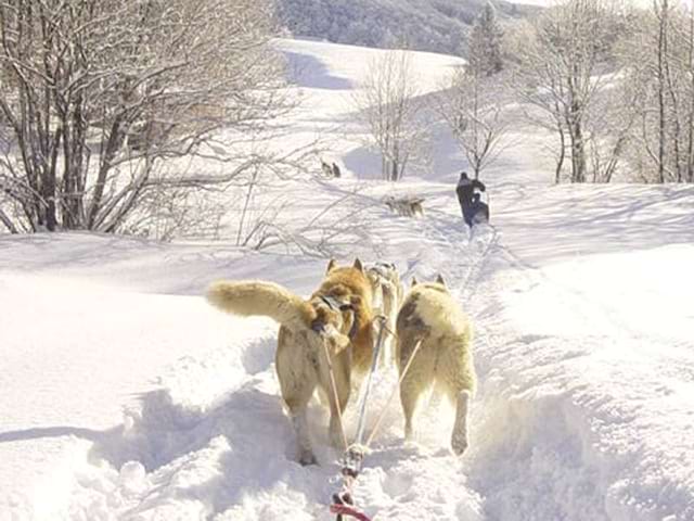 Balade en chiens de traîneaux