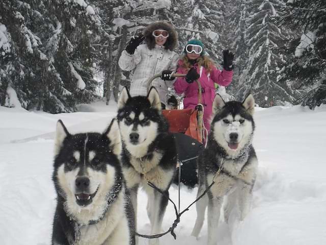 Balade en chiens de traîneaux 