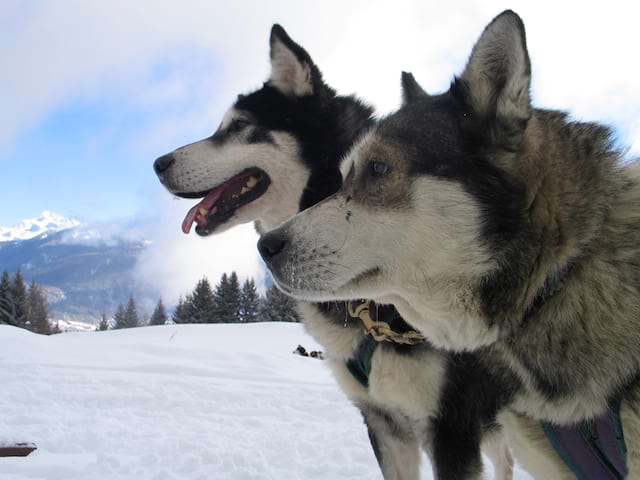 Portrait de chiens de traîneaux