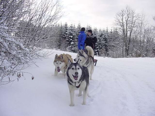 Balade avec les chiens de traîneaux