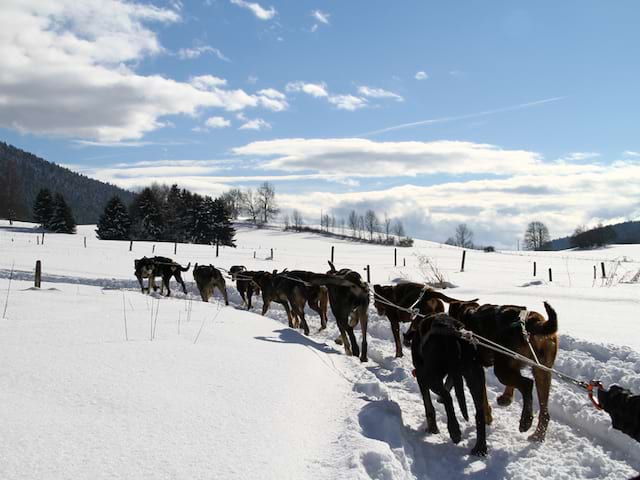 Chiens tirant un traîneaux