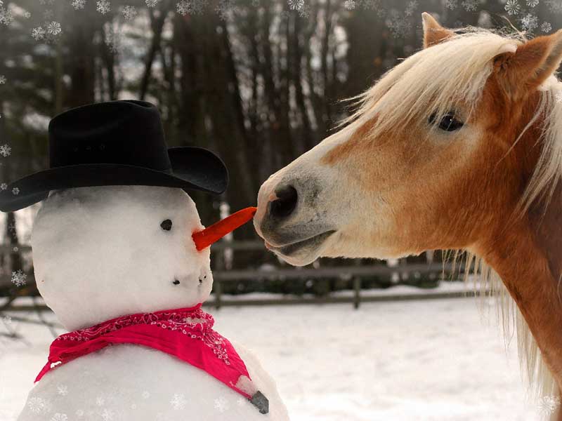 Portrait d'un cheval voulant manger la carotte du bonhomme de neige en colonie de vacances