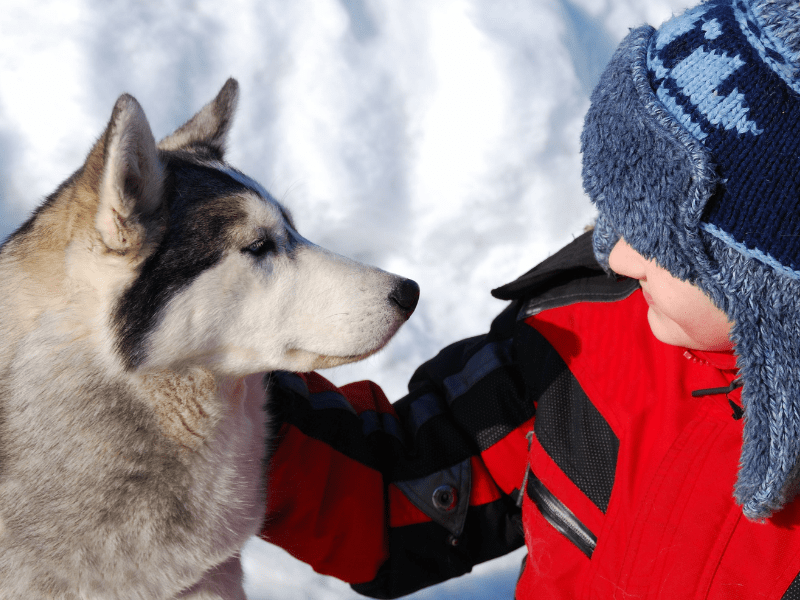 Jeune garçon en colo de vacances qui s'amuse dans la neige cet hiver durant l'activité chiens de traîneaux