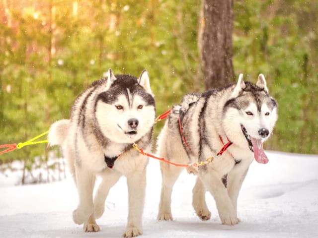 Chiens de traineaux qui courent dans la Neige en colo de vacances