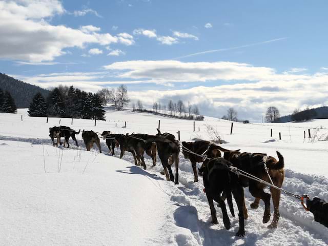 Activité chiens de traineaux à Noel durant la colo Artistes en Herbe