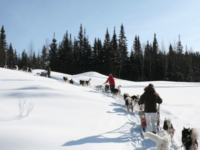 Groupe de jeunes durant l'activité Chiens de traineaux durant la colo Arts et Spectacles pendant Noel