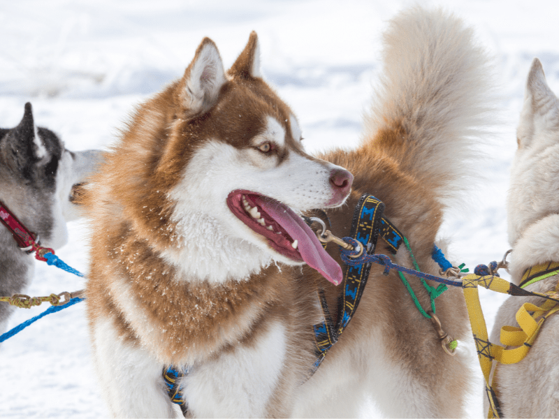 Chiens de traineau durant la colo de vacances artistique Arts et spectacle à Hauteluce