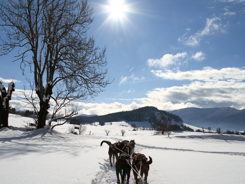 Activité chiens de traineaux à Hauteluce durant Noel