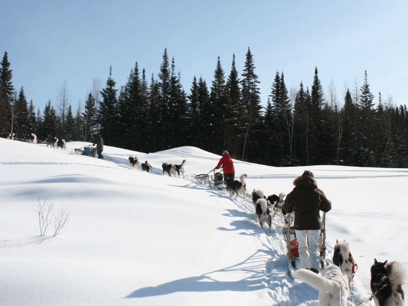 Colo de vacances ski avec activité chiens de traineaux durant Noel