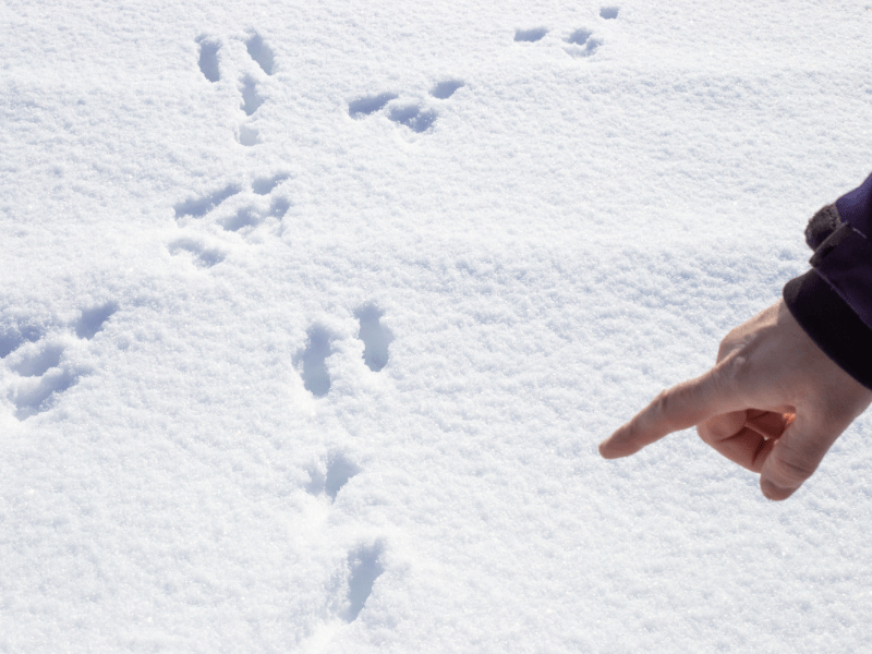 Traces de pas d'animaux dans la neige en colo de vacances hiver Plaisirs sur neige