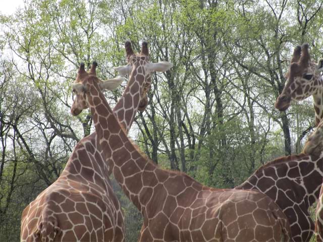 Colonie de vacances Zoo de Beauval