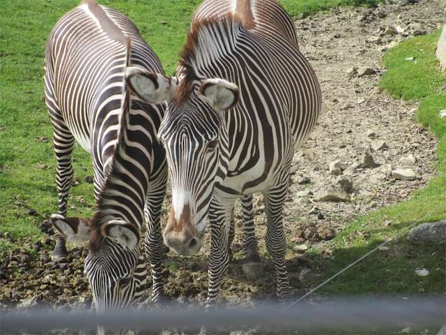 Sortie au Zoo de Beauval enfants